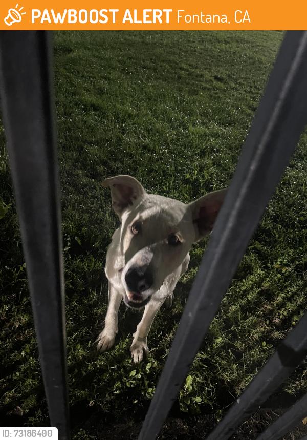 Found/Stray Male Dog last seen Mango Ave & Babee St, Fontana, CA 92336