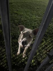 Found/Stray Male Dog last seen Mango Ave & Babee St, Fontana, CA 92336