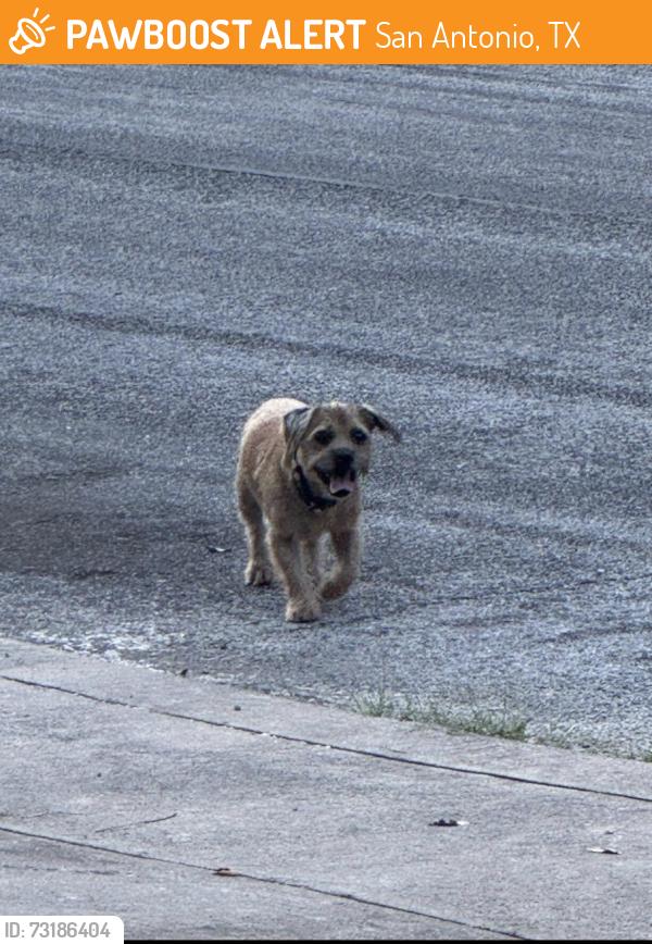 Found/Stray Male Dog last seen Near Elrod Elementary, San Antonio, TX 78250