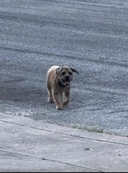 Found/Stray Male Dog last seen Near Elrod Elementary, San Antonio, TX 78250