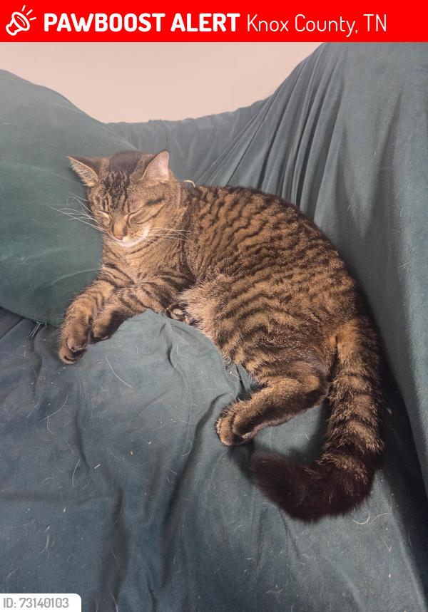 Lost Male Cat last seen Miller road, Knox County, TN 37849