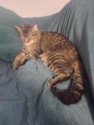 Lost Male Cat last seen Miller road, Knox County, TN 37849