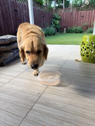 Reunited Male Dog last seen Publix Eureka, Miami-Dade County, FL 33177