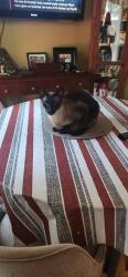 Lost Male Cat last seen Empire Crescent courtice, Clarington, ON 