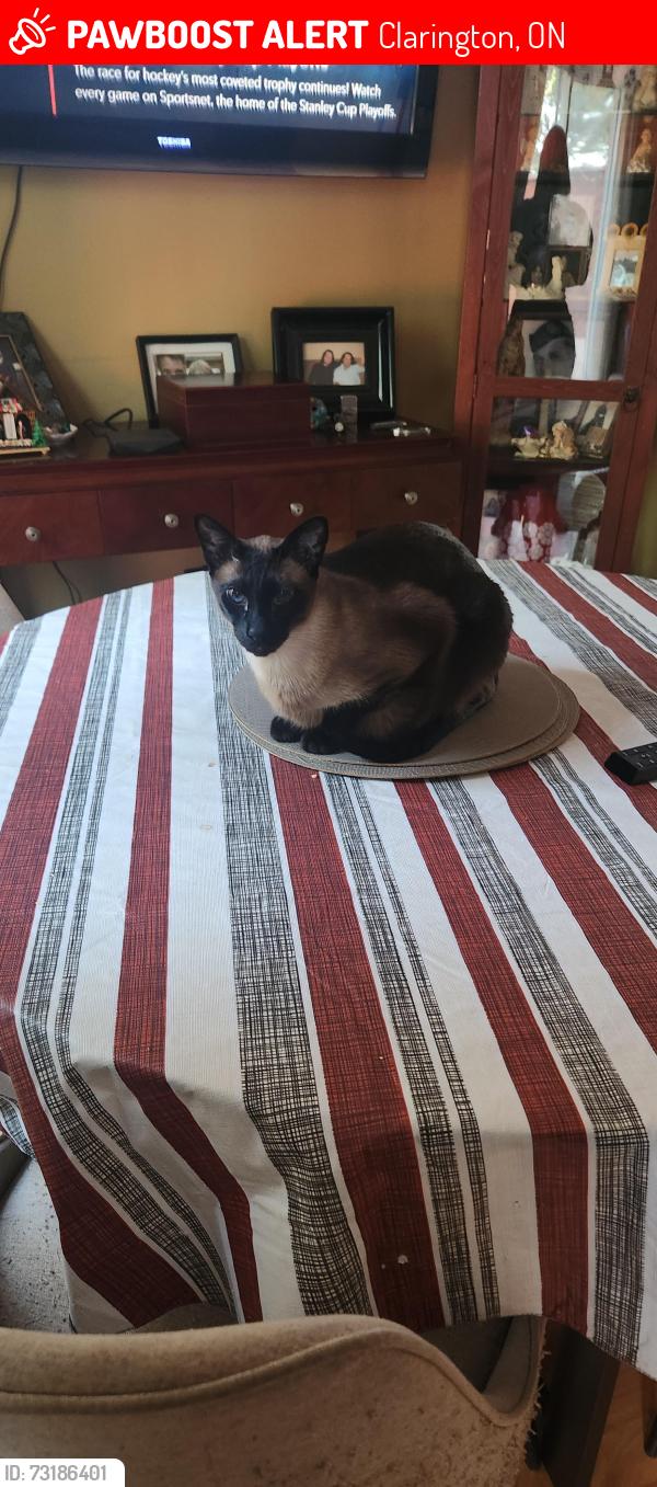 Lost Male Cat last seen Empire Crescent courtice, Clarington, ON 