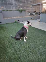 Lost Female Dog last seen Near North Central Ave, Phoenix, AZ 85004