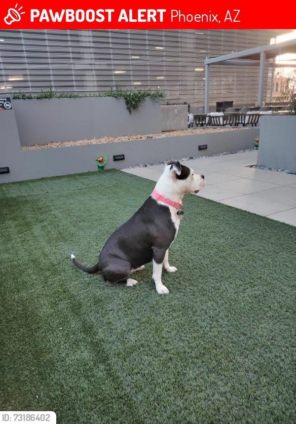 Lost Female Dog last seen Near North Central Ave, Phoenix, AZ 85004