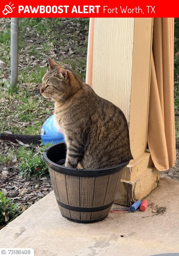 Lost Male Cat last seen Gatehouse and landing creek, Fort Worth, TX 76262
