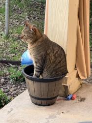 Lost Male Cat last seen Gatehouse and landing creek, Fort Worth, TX 76262