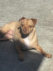 Reunited Female Dog last seen The bridge going over the river by national park campsite, Granite Falls, WA 98252