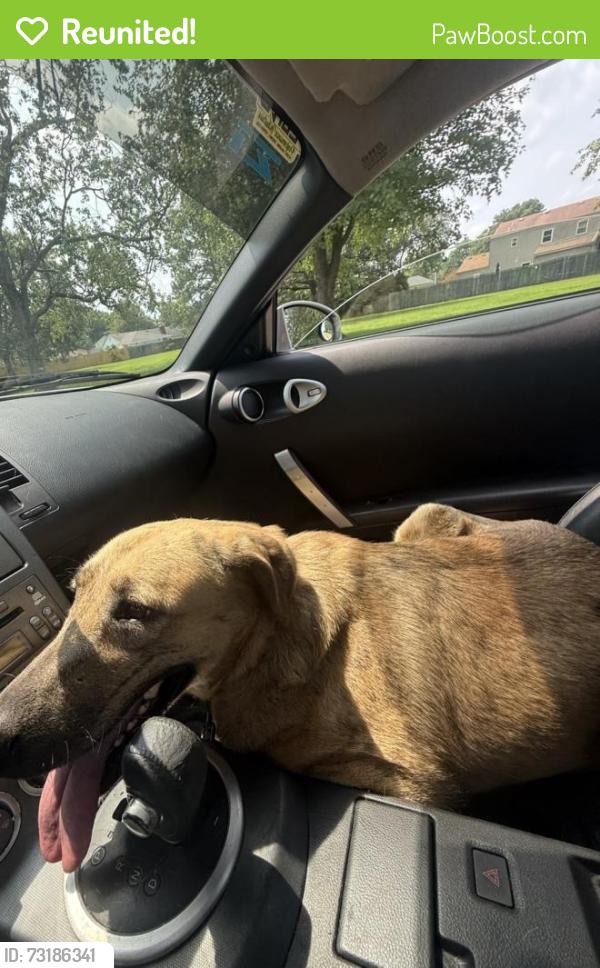 Reunited Female Dog last seen Holland rd and Lynnhaven parkway, Virginia Beach, VA 23453