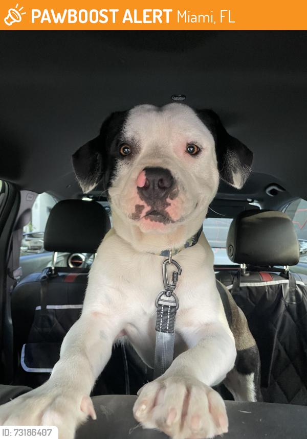 Found/Stray Male Dog last seen Near NW 14th Ave, Miami, FL 33142