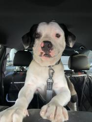 Found/Stray Male Dog last seen Near NW 14th Ave, Miami, FL 33142
