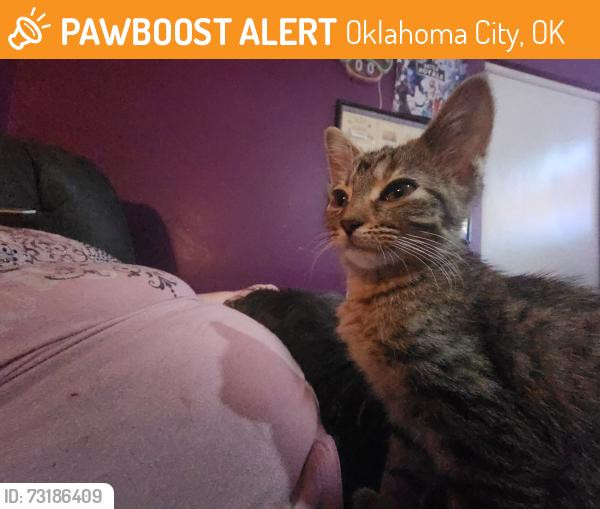 Found/Stray Female Cat last seen Nw expressway and independence, Oklahoma City, OK 73112