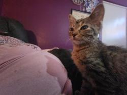Found/Stray Female Cat last seen Nw expressway and independence, Oklahoma City, OK 73112