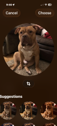 Reunited Male Dog last seen Star Rest Circle, Louisville, KY 40272