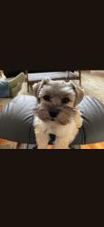 Lost Female Dog last seen Candelaria area, Salem, OR 97302
