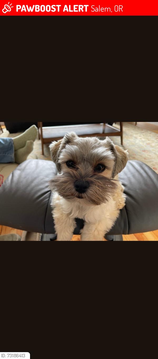 Lost Female Dog last seen Candelaria area, Salem, OR 97302