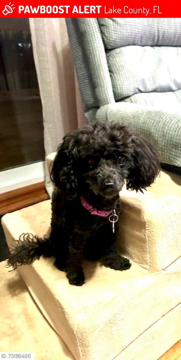 Lost Female Dog last seen Phil C Peters, Lake County, FL 34787