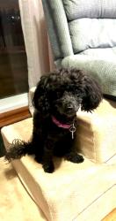 Lost Female Dog last seen Phil C Peters, Lake County, FL 34787
