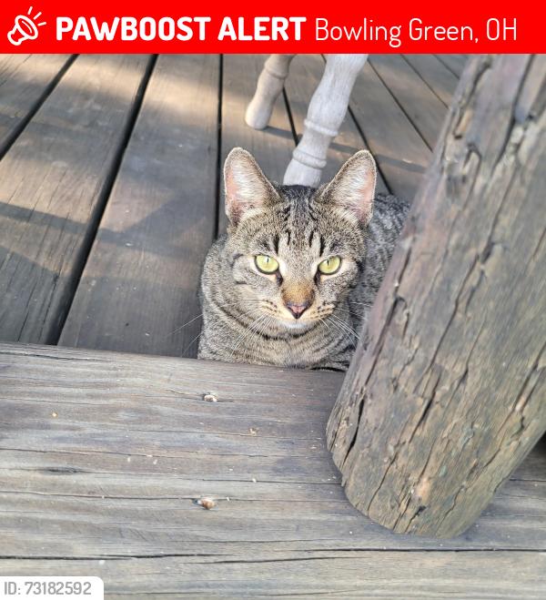 Lost Male Cat last seen Green and Liberty Hi, Bowling Green, OH 43402