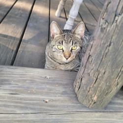 Lost Male Cat last seen Green and Liberty Hi, Bowling Green, OH 43402