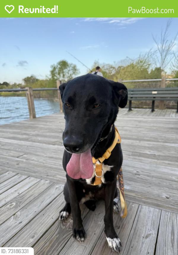 Reunited Female Dog last seen Holland rd, Lynnhaven parkway, Virginia Beach, VA 23453