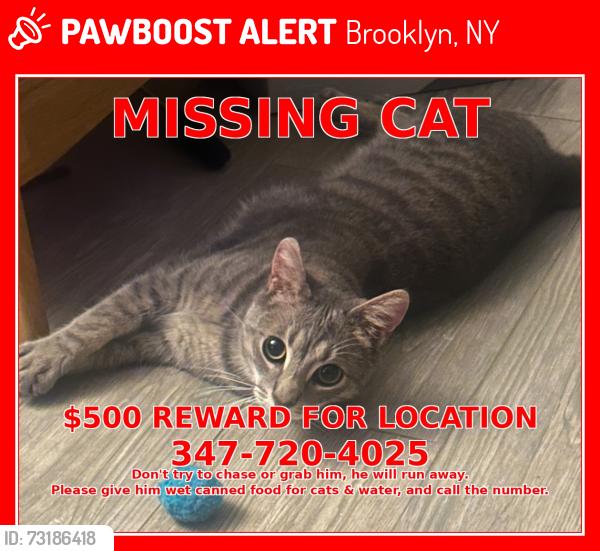 Lost Male Cat last seen Dooley St, Brooklyn, NY 11235