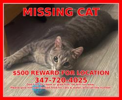 Lost Male Cat last seen Dooley St, Brooklyn, NY 11235
