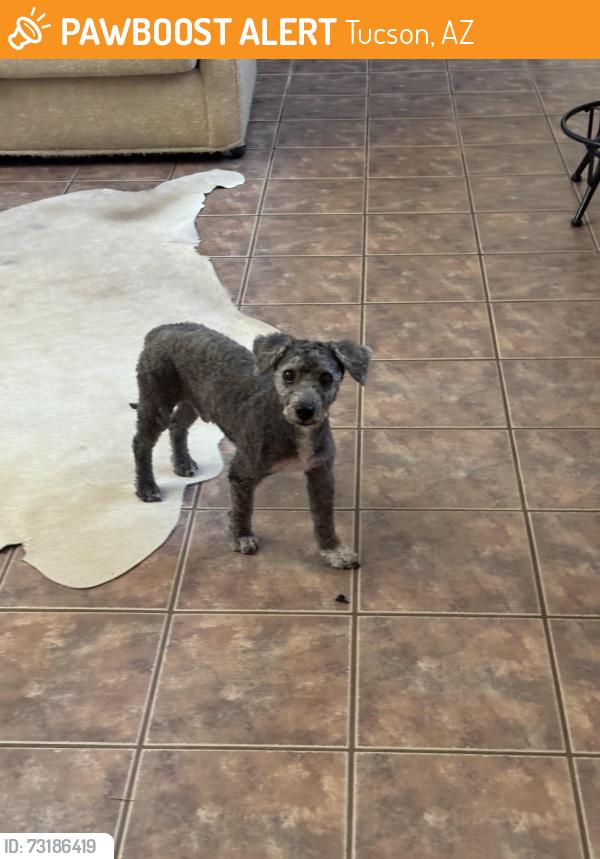 Found/Stray Male Dog last seen Camino Loma Alta and old Spanish trail, Tucson, AZ 85747