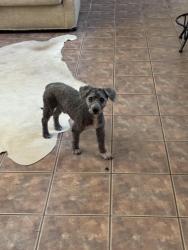 Found/Stray Male Dog last seen Camino Loma Alta and old Spanish trail, Tucson, AZ 85747