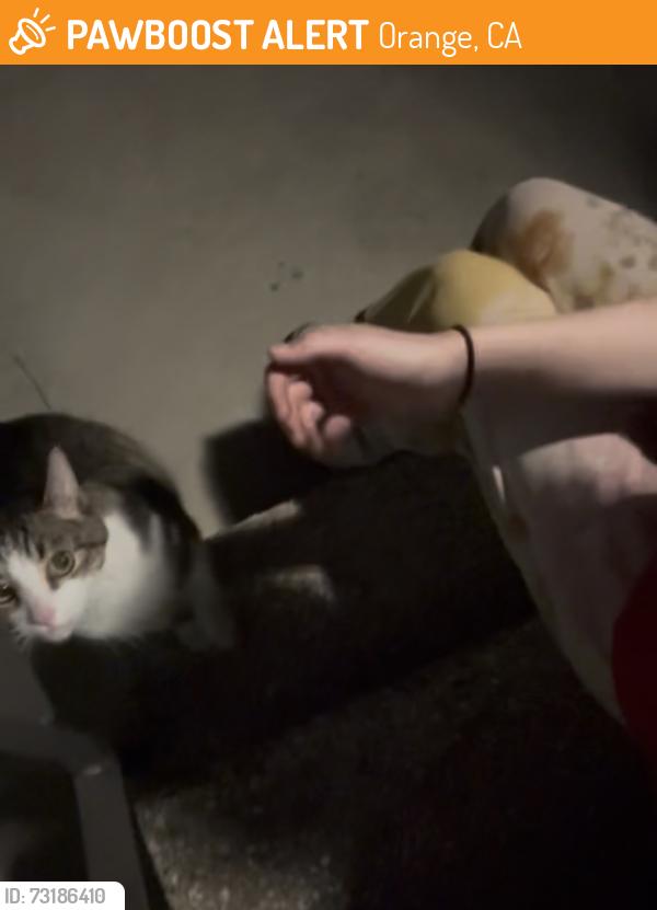 Found/Stray Unknown Cat last seen Near e chestnut ave, Orange, CA 92867