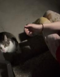 Found/Stray Unknown Cat last seen Near e chestnut ave, Orange, CA 92867