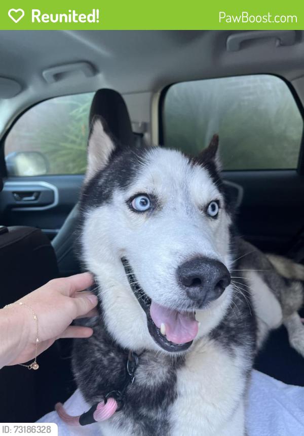 Reunited Male Dog last seen Lakes of Eldridge North, Houston, TX 77041