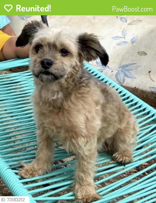 Reunited Female Dog last seen Teak St, Perris, CA 92570, USA, Perris, CA 92570