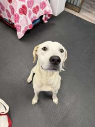 Reunited Female Dog last seen Parker road and quincy, Aurora, CO 80015
