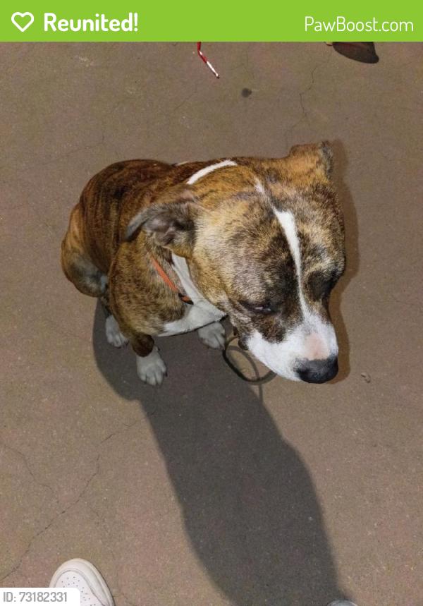 Reunited Male Dog last seen Near W 2nd St, Azusa, CA 91702, USA, Azusa, CA 91702