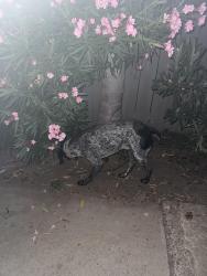 Reunited Male Dog last seen Cerro and Willowspring, Encinitas, CA 92024
