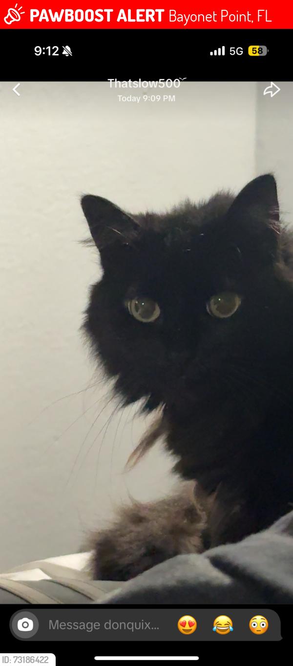 Lost Unknown Cat last seen Near and Majestic Blvd., Bayonet Point, FL 34667