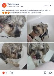 Reunited Male Dog last seen Willing Ct, Pasadena, MD 21122