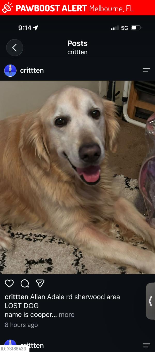 Lost Male Dog last seen Allan Adale rd, Melbourne, FL 32935