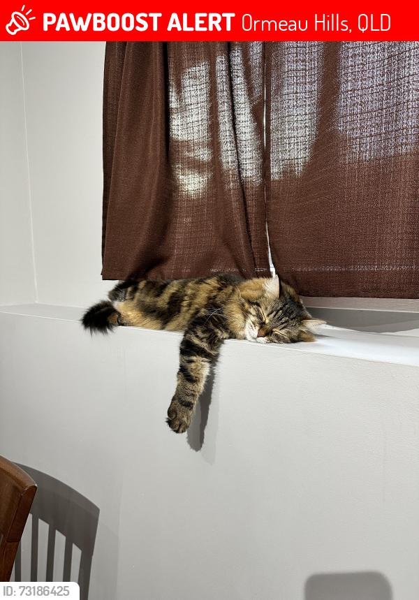 Lost Female Cat last seen Near Byram Court, Ormeau Hills QLD 4208, Ormeau Hills, QLD 4208