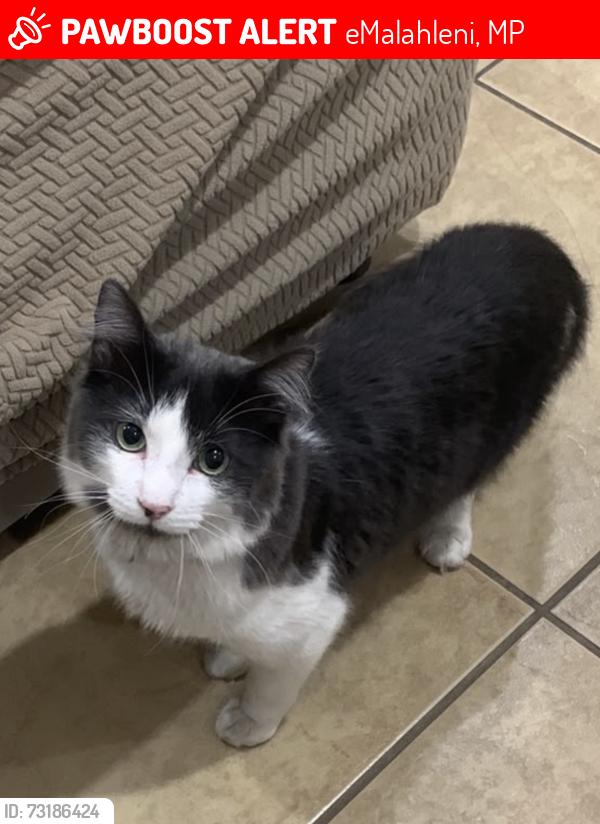 Lost Male Cat last seen Panorama primary school, eMalahleni, MP 