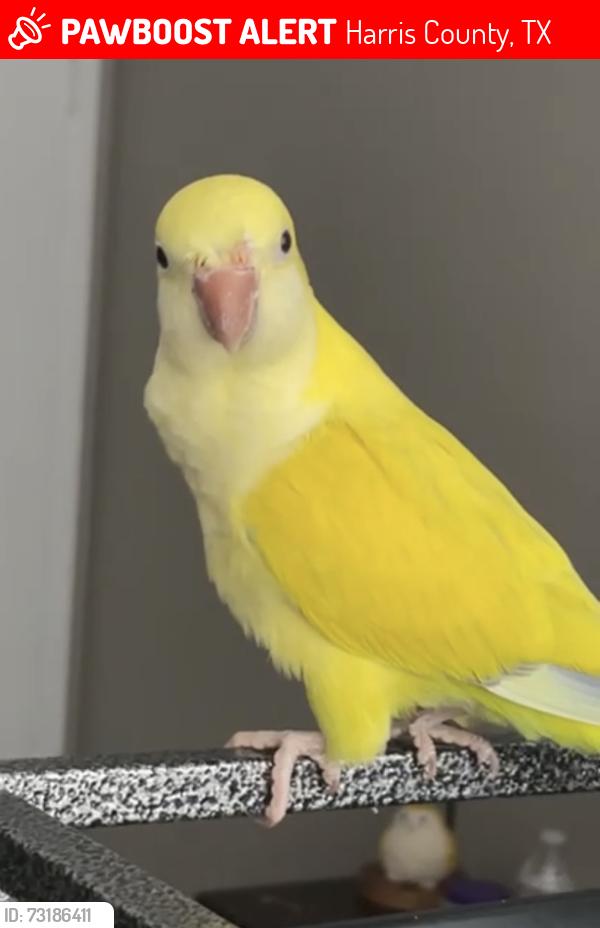 Lost Female Bird last seen Sunny Gallop Dr., Harris County, TX 77389