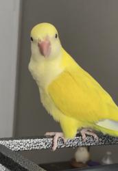 Lost Female Bird last seen Sunny Gallop Dr., Harris County, TX 77389