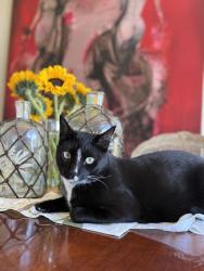 Reunited Male Cat last seen Stonegate Ln, Laguna Niguel, CA 92677