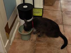 Reunited Male Cat last seen 56th and Blackstone, Chicago, IL 60637