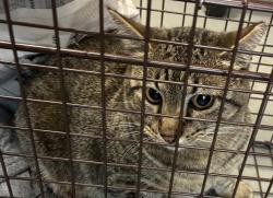 Shelter Stray Female Cat last seen Near S Lincoln Street, SALT LAKE CITY, UT, 84102, 511 W 3900 S, Salt Lake City, UT 84123, USA