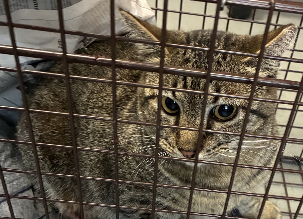 Shelter Stray Female Cat last seen Near S Lincoln Street, SALT LAKE CITY, UT, 84102, 511 W 3900 S, Salt Lake City, UT 84123, USA