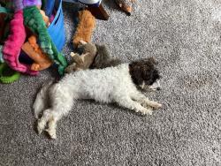 Reunited Female Dog last seen Rt.99, Marriottsville, MD 21104